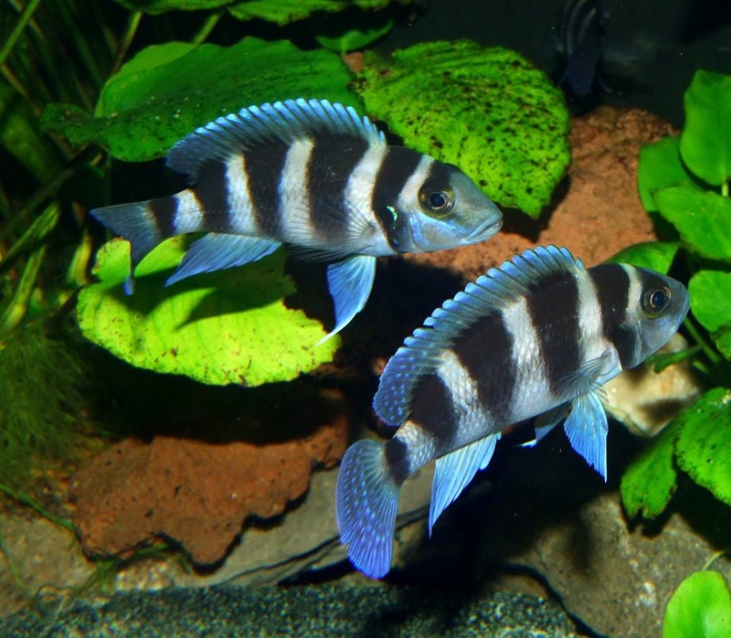Neolamprologus tretocephalus